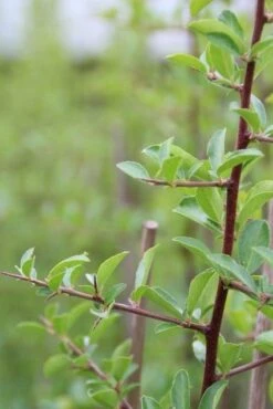 Vuurdoorn (Pyracantha 'Orange Glow') -OL Planten Winkel pyracantha orange glow 5