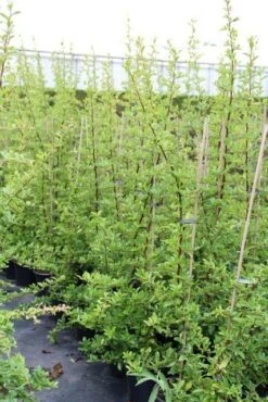 Vuurdoorn (Pyracantha 'Orange Glow') -OL Planten Winkel pyracantha orange glow 6