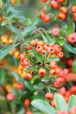 Vuurdoorn (Pyracantha 'Orange Glow') -OL Planten Winkel pyracantha orange glow 7