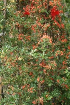 Vuurdoorn (Pyracantha 'Orange Glow') -OL Planten Winkel pyracantha orange glow 9