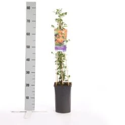 Vuurdoorn (Pyracantha 'Soleil D'Or') -OL Planten Winkel pyracantha soleil d or