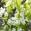 Sierpeer Als Leivorm (Pyrus Calleryana 'Chanticleer) -OL Planten Winkel pyrus chanticleer 1