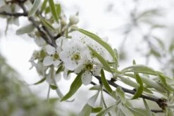 Sierpeer Als Struik (Pyrus Salicifolia 'Pendula') -OL Planten Winkel pyrus salicifolia pendula 2