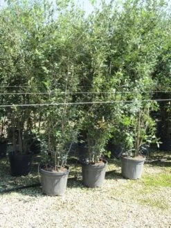 Steeneik Meerstammig (Quercus Ilex) -OL Planten Winkel quercus ilex 200 250 meerstammig