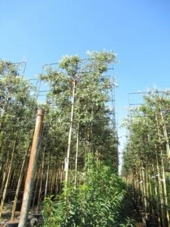 Steeneik Als Leiboom (Quercus Ilex) -OL Planten Winkel quercus ilex 8 10 leivorm