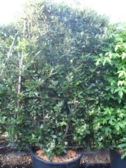 Steeneik Als Leivorm (Quercus Ilex) -OL Planten Winkel quercus ilex leivorm 200x120