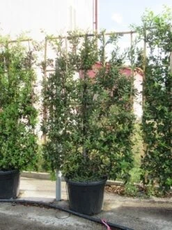 Steeneik Als Leivorm (Quercus Ilex) -OL Planten Winkel quercus ilex leivorm 4 1