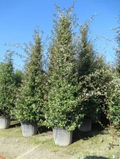 Steeneik Als Piramide (Quercus Ilex) -OL Planten Winkel quercus ilex piramide 1