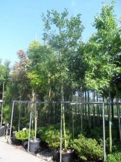 Zomereik (Quercus Robur) -OL Planten Winkel quercus robur 10 12 14ho cont