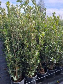 Steeneik Als Struik (Quercus Ilex) 19 Steeneik Als Struik (Quercus Ilex) -OL Planten Winkel quercusilex steeneik voorraad02b 1