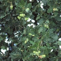 Zomereik, Bosplantsoen (Quercus Robur) -OL Planten Winkel qurobur 5
