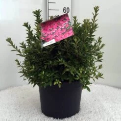 Japanse Azalea (Rhododendron 'Madame Van Hecke') 24 Japanse Azalea (Rhododendron 'Madame Van Hecke') -OL Planten Winkel r. aj mme van hecke c10