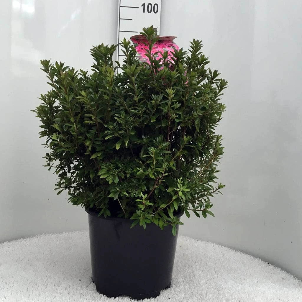 Japanse Azalea (Rhododendron 'Madame Van Hecke') 14 Japanse Azalea (Rhododendron 'Madame Van Hecke') - Afbeelding 12