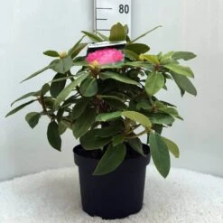 Rhododendron (Rhododendron 'Germania') -OL Planten Winkel r. germania c10 50 cm
