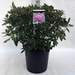 Rhododendron (Rhododendron 'Goldflimmer') -OL Planten Winkel r. goldflimmer c30