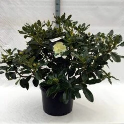 Rhododendron (Rhododendron 'Horizon Monarch') -OL Planten Winkel r. horizon monarch c40 2