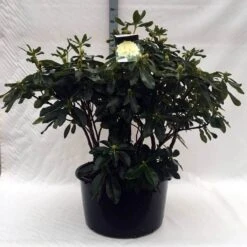 Rhododendron (Rhododendron 'Horizon Monarch') -OL Planten Winkel r. horizon monarch c80 2