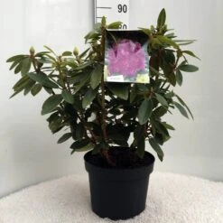Rhododendron (Rhododendron 'Kokardia') -OL Planten Winkel r. kokardia c10 50 cm