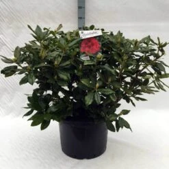 Rhododendron (Rhododendron 'Lord Roberts') -OL Planten Winkel r. lord roberts c40 2