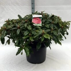 Rhododendron (Rhododendron 'Marie Forte') -OL Planten Winkel r. marie forte c40 1