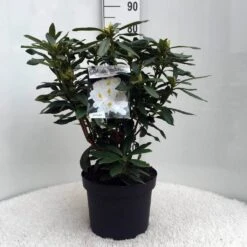 Rhododendron (Rhododendron 'Madame Masson') -OL Planten Winkel r. mme masson c10 50 cm 1