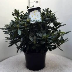 Rhododendron (Rhododendron 'Madame Masson') -OL Planten Winkel r. mme masson c20