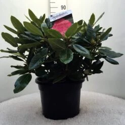Rhododendron (Rhododendron 'American Beauty') -OL Planten Winkel r. p.a. beauty c20 1