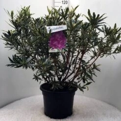 Bosrhododendron (Rhododendron Ponticum 'Variegatum') -OL Planten Winkel r. pont. variegatum c20 2