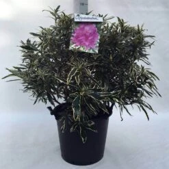 Bosrhododendron (Rhododendron Ponticum 'Variegatum') -OL Planten Winkel r. pont. variegatum c30 1