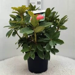 Rhododendron (Rhododendron 'Red Jack') 29 Rhododendron (Rhododendron 'Red Jack') -OL Planten Winkel r. red jack c10 50 cm 1