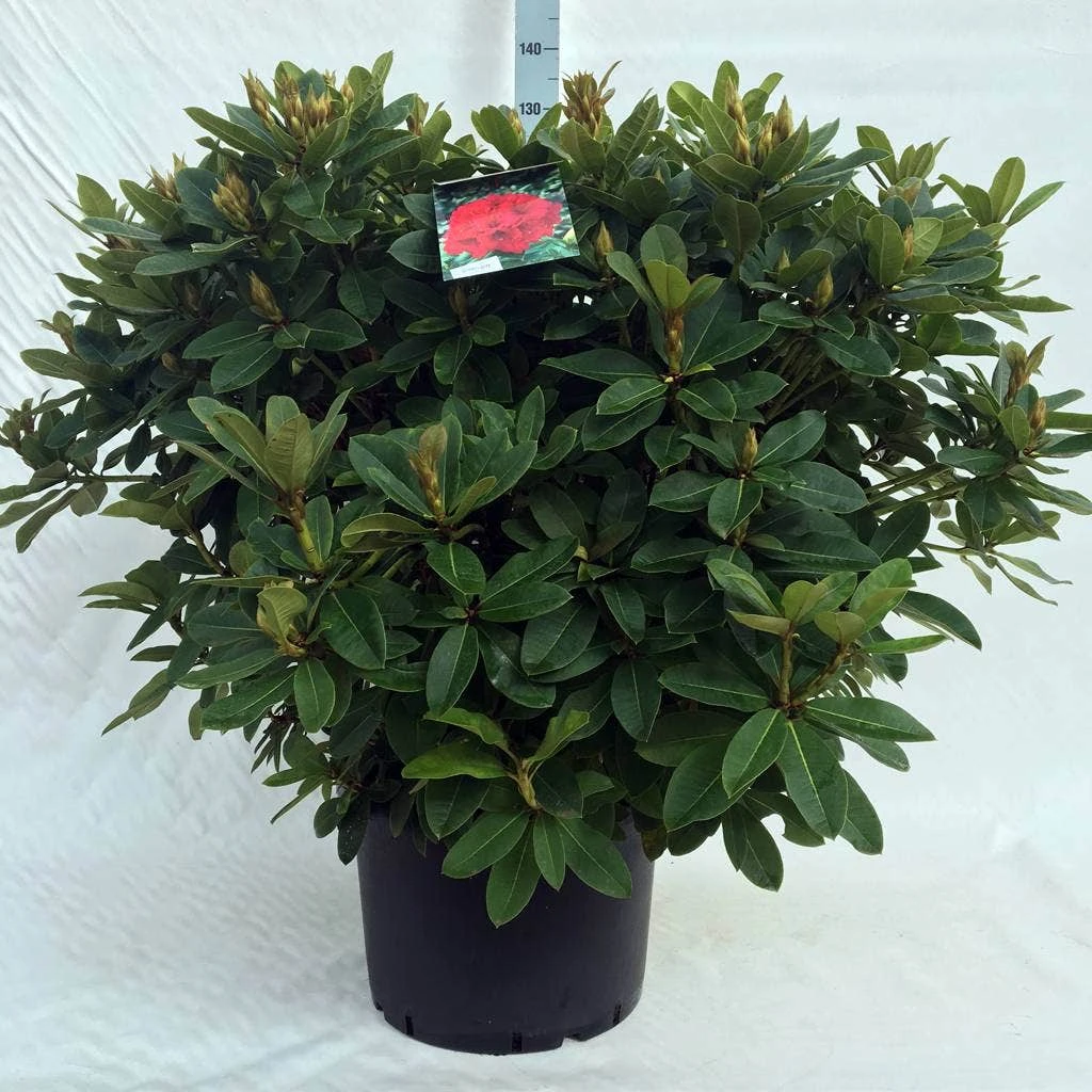 Rhododendron (Rhododendron 'Red Jack') 19 Rhododendron (Rhododendron 'Red Jack') - Afbeelding 17