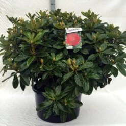 Rhododendron (Rhododendron 'Red Jack') -OL Planten Winkel r. red jack c80 2