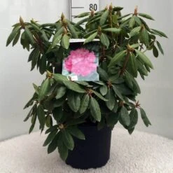 Rhododendron (Rhododendron 'Roseum Elegans') -OL Planten Winkel r. roseum elegans c10 50 cm 1