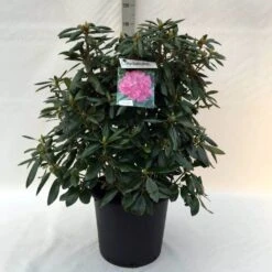 Rhododendron (Rhododendron 'Roseum Elegans') -OL Planten Winkel r. roseum elegans c30 1