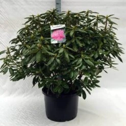 Rhododendron (Rhododendron 'Roseum Elegans') 34 Rhododendron (Rhododendron 'Roseum Elegans') -OL Planten Winkel r. roseum elegans c40