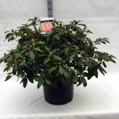 Rhododendron (Rhododendron 'Virginia Richards') 20 Rhododendron (Rhododendron 'Virginia Richards') -OL Planten Winkel r. virginia richards c40 1