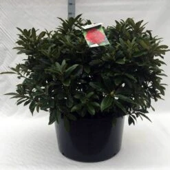 Rhododendron (Rhododendron 'Wilgen's Ruby') -OL Planten Winkel r. wilgens ruby c80