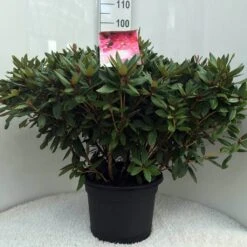 Rhododendron (Rhododendron 'Winsome') -OL Planten Winkel r. winsome c20