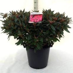 Rhododendron (Rhododendron 'Winsome') -OL Planten Winkel r. winsome c30 1