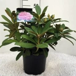 Rhododendron (Rhododendron 'Doc') -OL Planten Winkel r. y doc c5 2