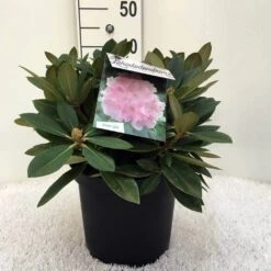 Dwergrhododendron (Rhododendron 'Dreamland') -OL Planten Winkel r. y dreamland c5