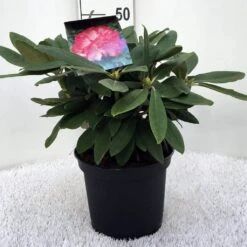 Dwergrhododendron (Rhododendron 'Fantastica') -OL Planten Winkel r. y fantastica c5