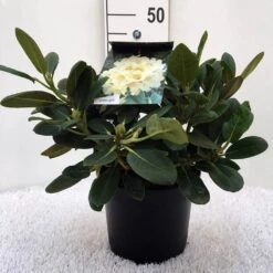 Rhododendron (Rhododendron 'Flava') -OL Planten Winkel r. y flava c5 1