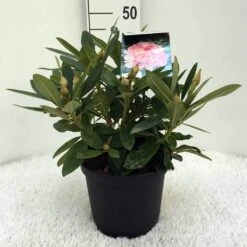 Rhododendron (Rhododendron 'Percy Wiseman') -OL Planten Winkel r. y percy wiseman c5