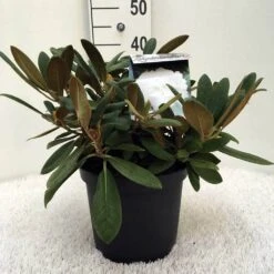 Dwergrhododendron (Rhododendron 'Porzellan') -OL Planten Winkel r. y porzelan c5