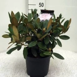 Dwergrhododendron (Rhododendron 'Silberwolke') 7 Dwergrhododendron (Rhododendron 'Silberwolke') -OL Planten Winkel r. y silberwolke c5