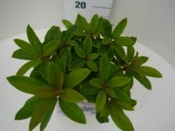 Rhododendron (Rhododendron 'Red Jack') -OL Planten Winkel red jack c2 boven 2