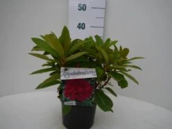 Rhododendron (Rhododendron 'Red Jack') -OL Planten Winkel red jack c2 voor