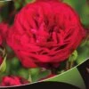 Stamroos (Rosa 'Red Meilove') -OL Planten Winkel red meilove v