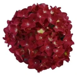 Hortensia Red Reggae (Hydrangea 'Music Collection') -OL Planten Winkel red reggae 2